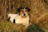 JACK RUSSEL 377